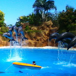 Loro Parque: 1 / 12