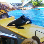 Loro Parque: 4 / 12