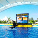 Loro Parque: 5 / 12