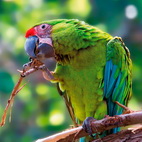 Loro Parque: 5 / 12