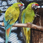 Loro Parque: 6 / 12