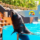 Loro Parque: 8 / 12